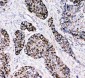 Anti-Peroxiredoxin 3 Antibody